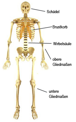 Größter Knochen Des Menschen